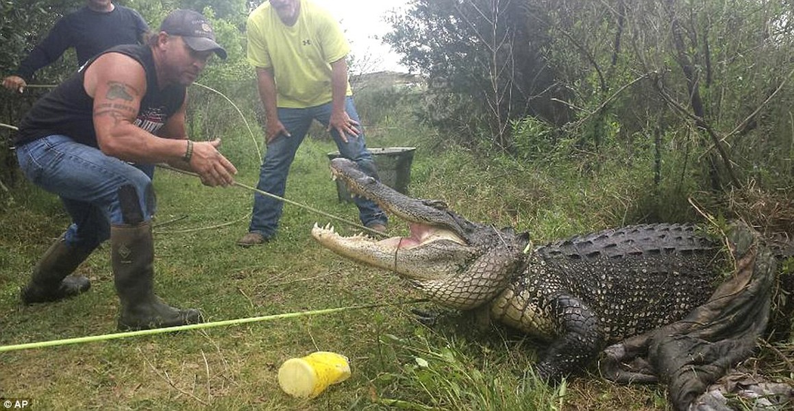 Cảnh tượng tay không bắt cá sấu khổng lồ đáng sợ này diễn ra tại thành phố Groves, bang Texas, Mỹ.